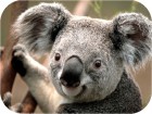 Koala.jpg