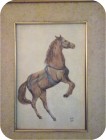 Cavallo.jpg